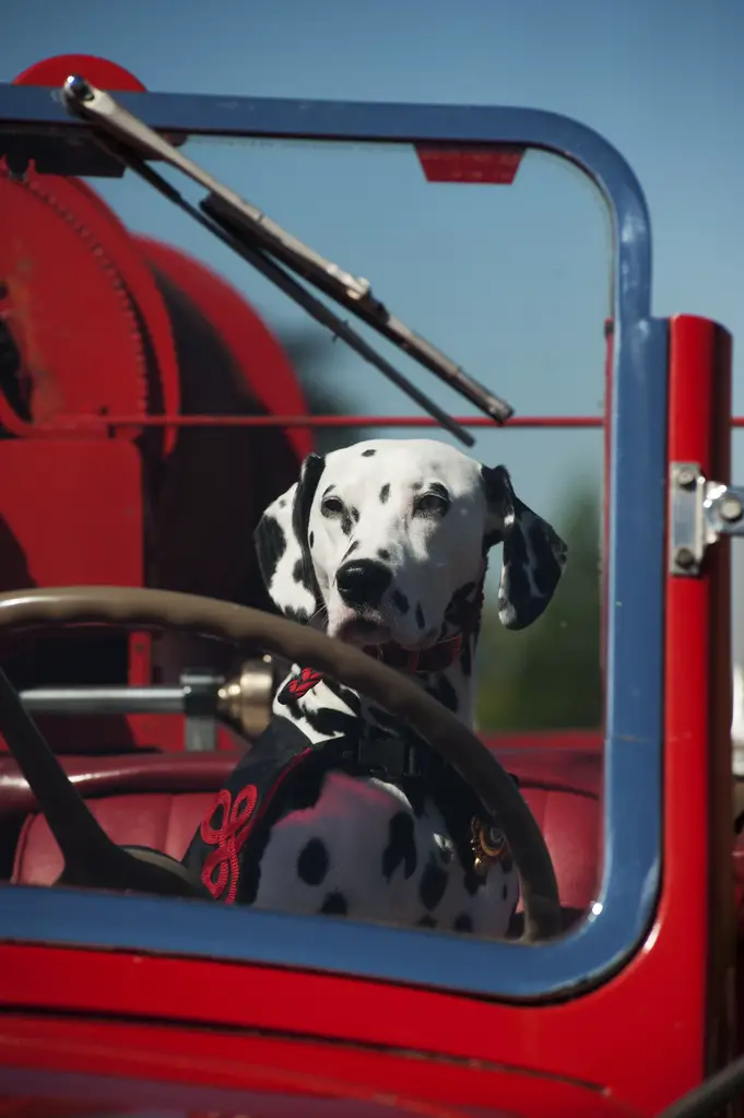 Dalmatian in fire truck