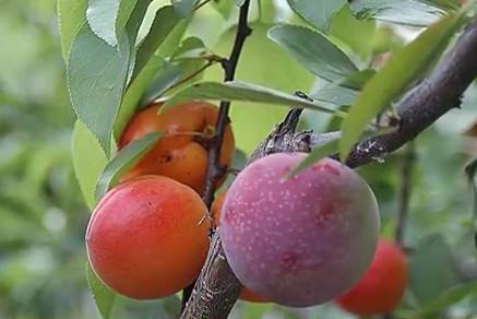 fruittree