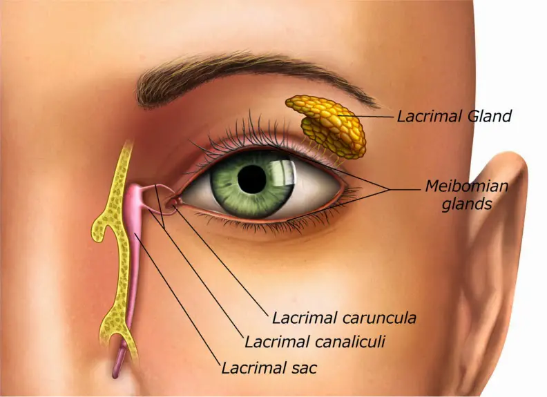 Eyeanatomymedium