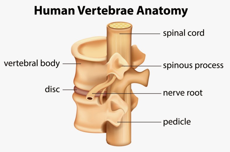 Human vertebrae anatomy diagram.