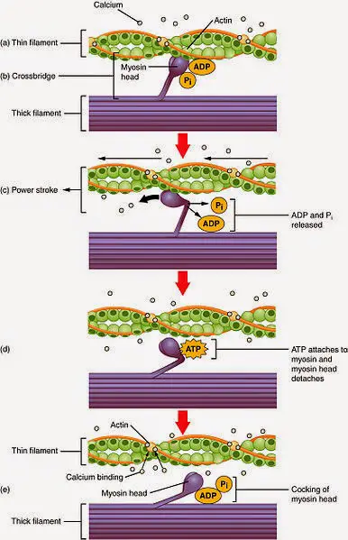 skeletal Muscle Contraction