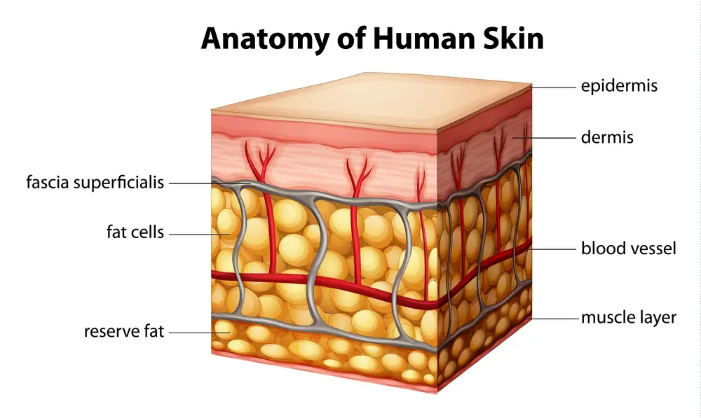 Anatomy of the the human skin diagram.