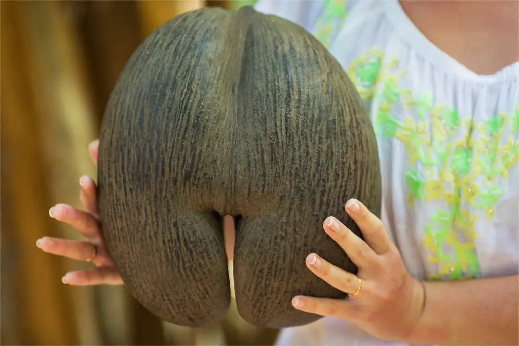 Woman holding coco de mer nut, the largest seed in the world