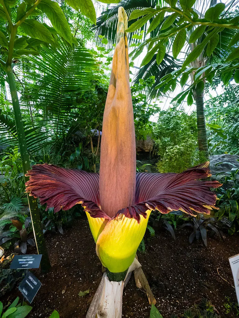A photo of a corpse flower