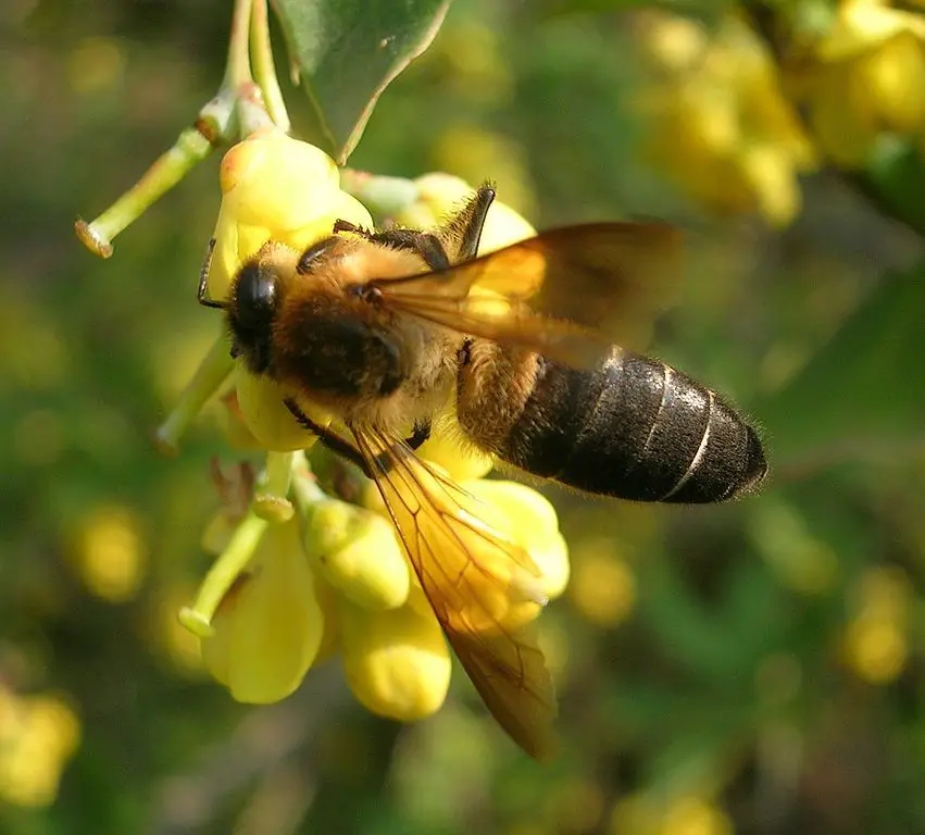 The Himalayan honeybee