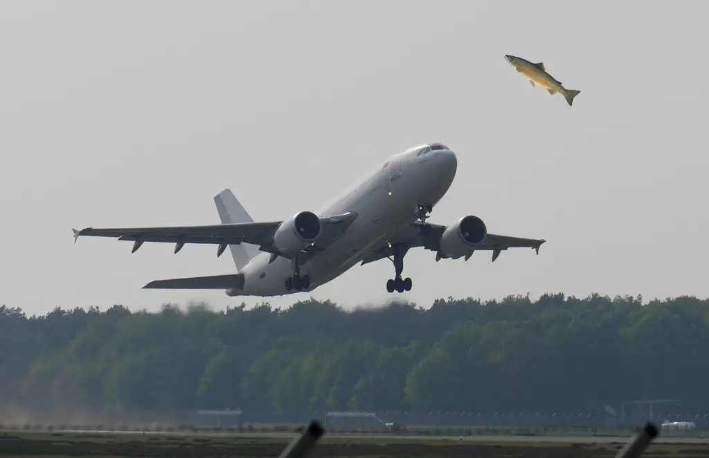 Edited image adding a fish over an airplane taking off.