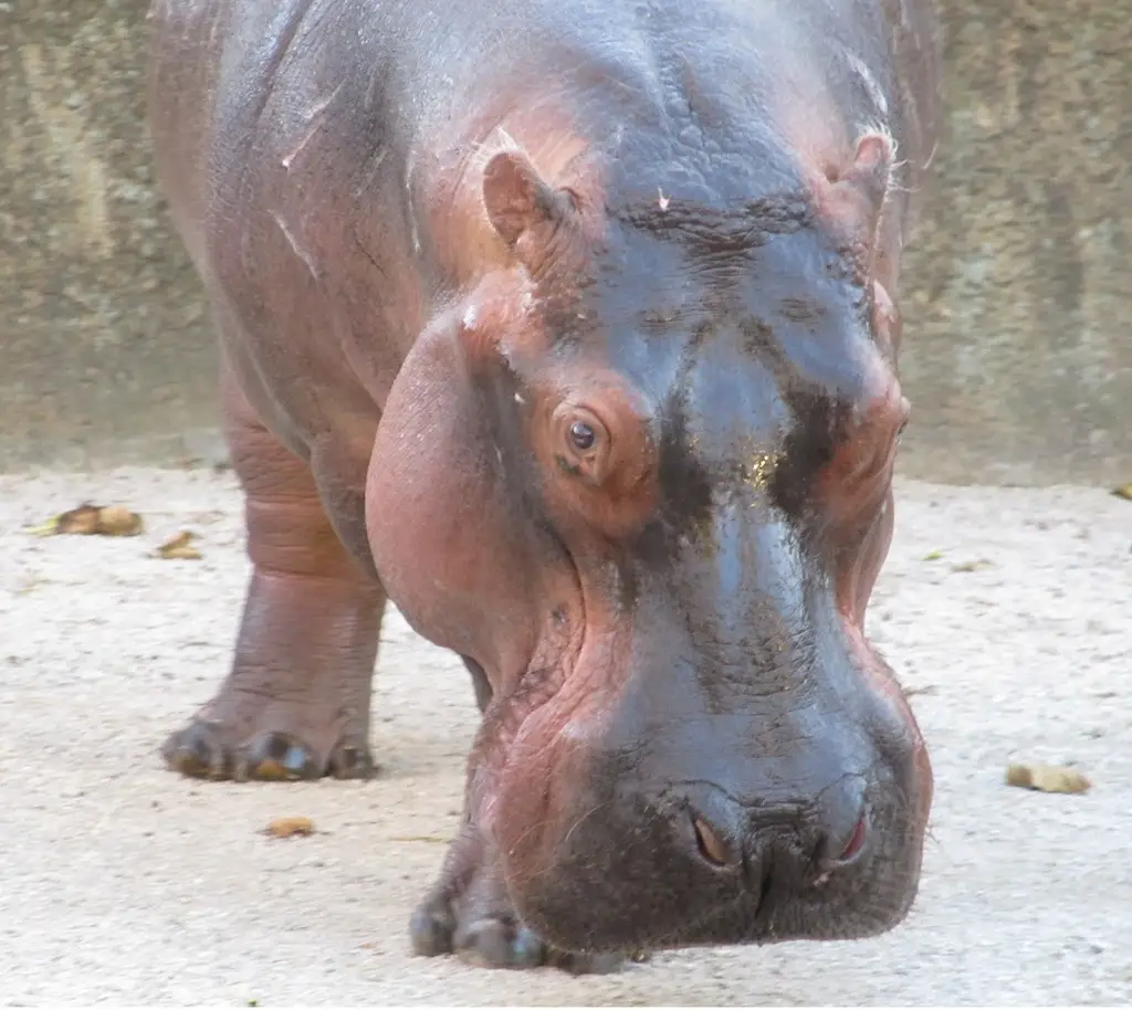 hippopotamus 1846021 1280