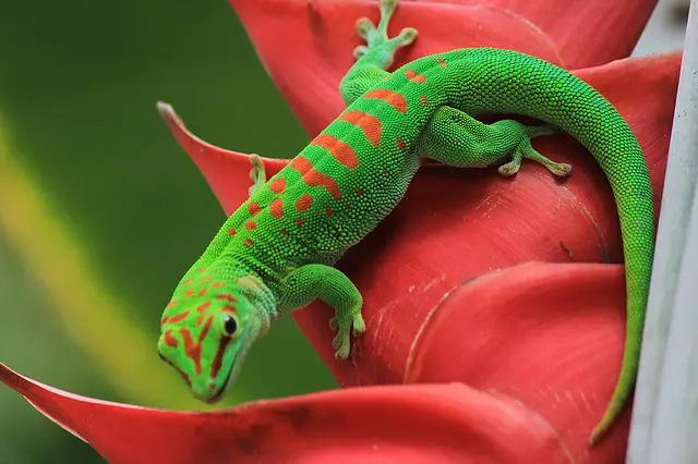 gecko on a plant