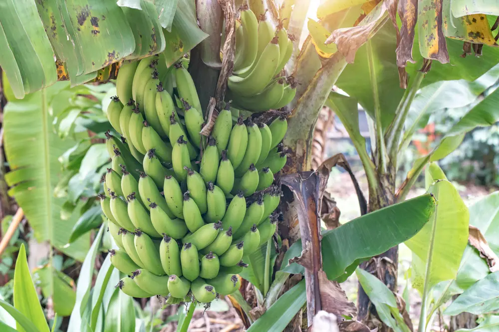 Clump of bananas in a tree.