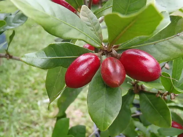 the miracle fruit berry on the plant