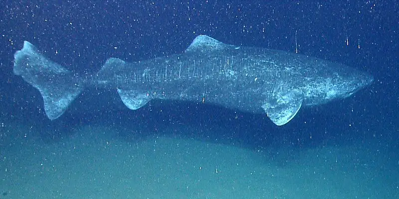 world's oldest vertebrate the Greenland Shark