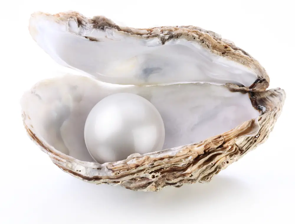 Pearl in any oyster