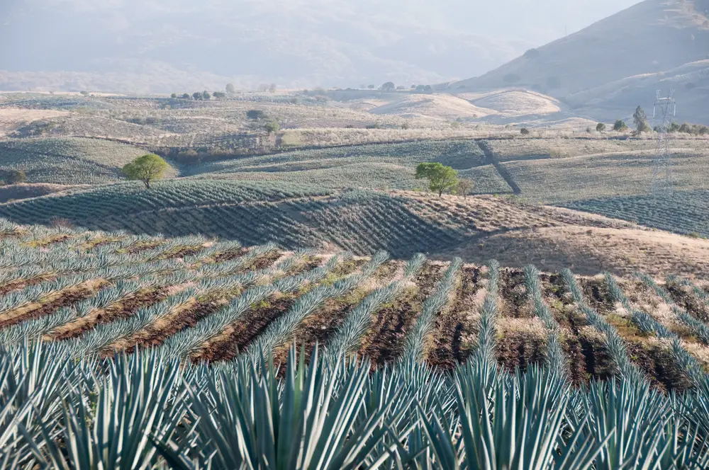 agave field
