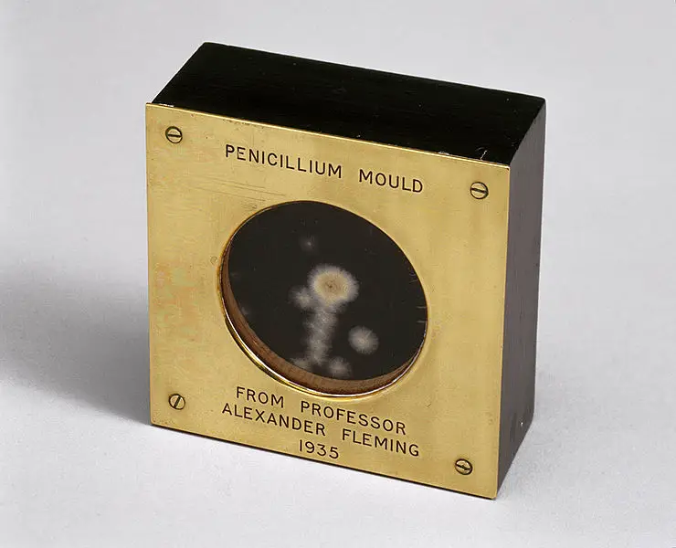 penicillin mold presented by Alexander Fleming to Douglas Macleod
