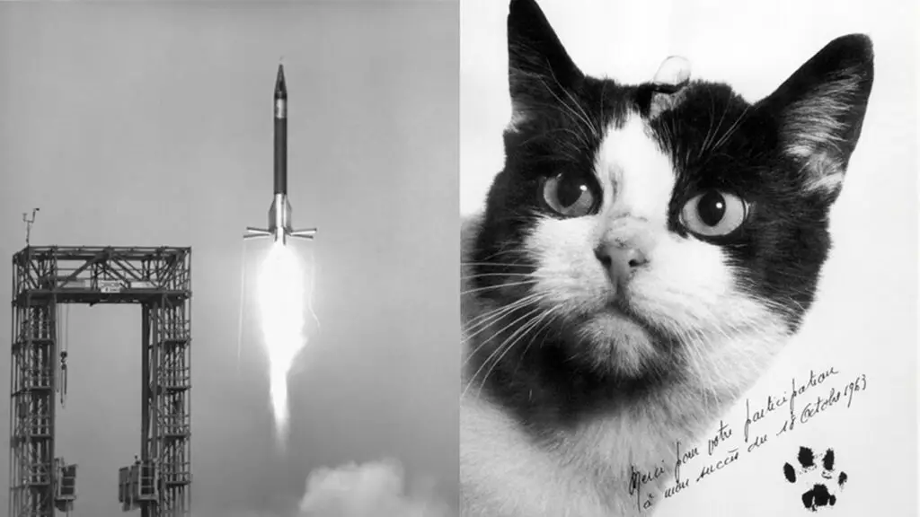Félicette, the first cat in space with the rocket she rode on.