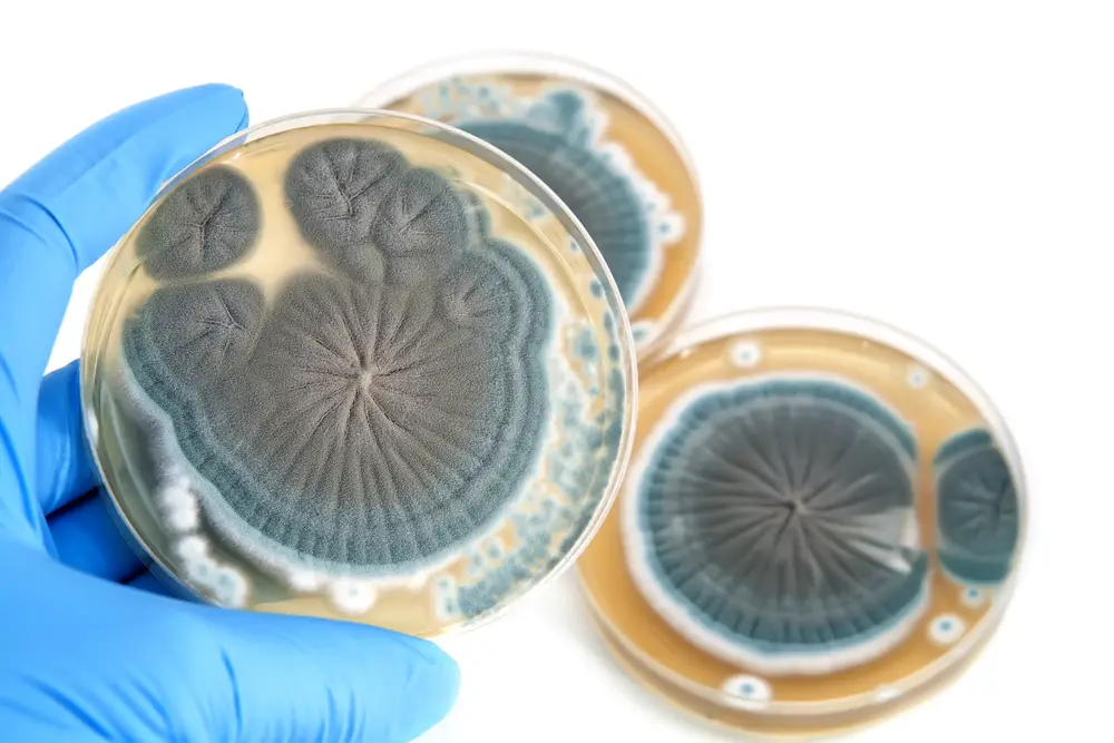Penicillin culture in a Petri dish